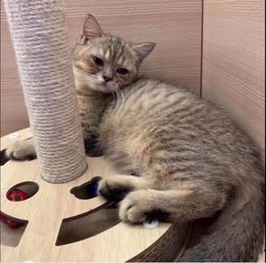 Golden British short hair Cat for sale