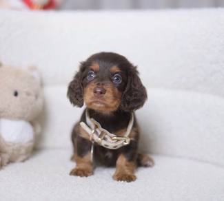 MINIATURE DACHSHUND Puppies VIP85🐻 Chocolate Tan