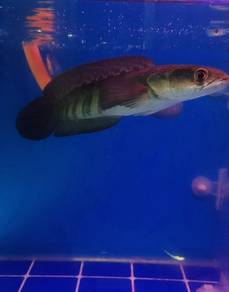 Channa Red Barito