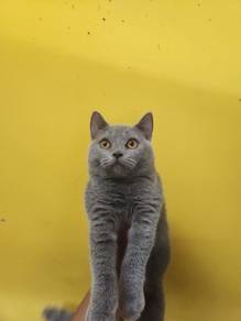 British Shorthair Kitten – Comel & Sihat