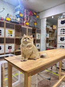 British long hair kitten cat can send Singapore