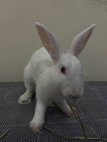 Rabbit for adoption