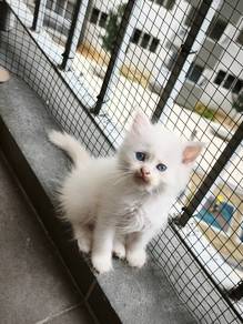 Female Kitten