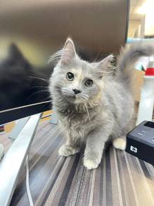 angora