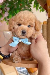 Poodle