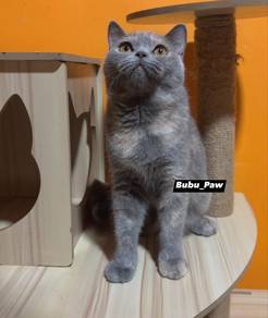 Bsh cat