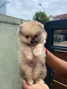 Tiny Pomeranian puppies 