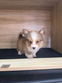 Long Hair Corgi