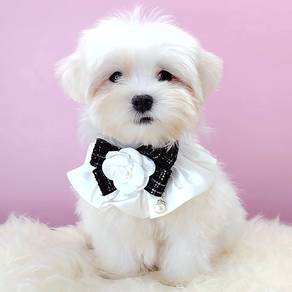 Maltese