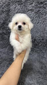 Bichonspitz Female
比熊狐女
Father Bichon
Mother Spitz