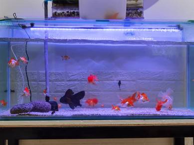 Set Aquarium Lengkap Murah