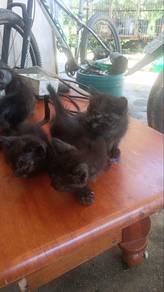 BLH x Mainecoon mix Local