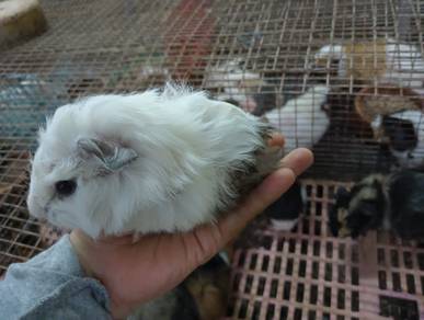Guinea Pig Tikus Belanda