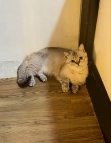 Kucing munchkin bsh female