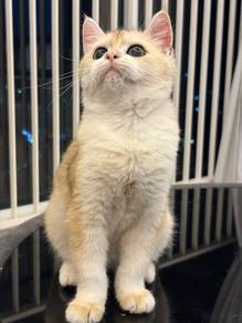 British short hair golden ny11 male