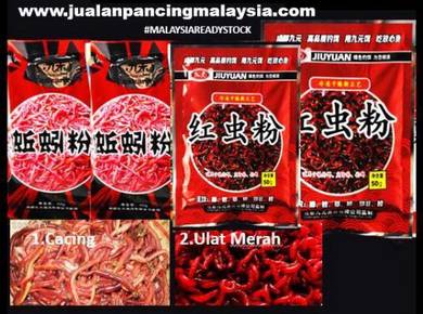 Dedak cacing dan ulat merah umpan killer kolam
