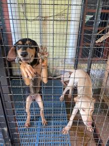 2 male 1 female dog