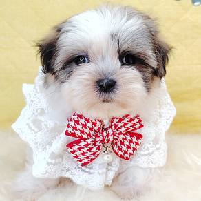 Shih tzu