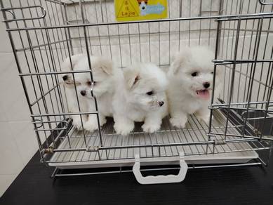 Maltipoo