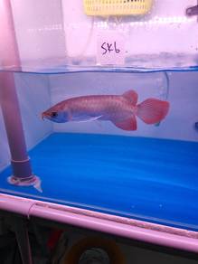 Super Red Sepauk arowana Indonesia