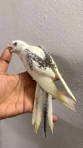 Burung cockatiel anak suap Jinak 