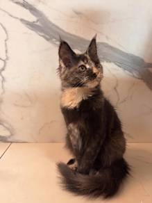 Purebred Maine Coon Female