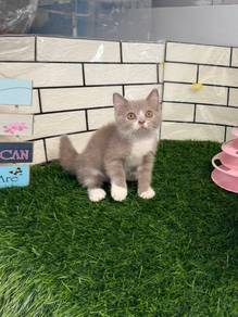 BSH bicolor kitten