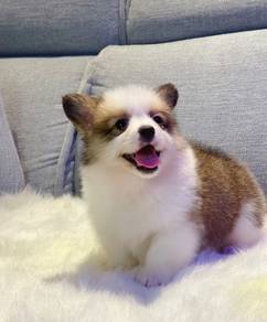 Welsh Corgi