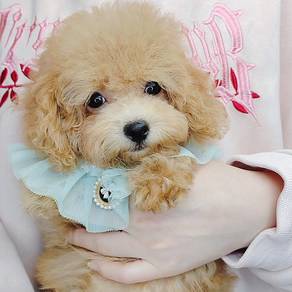 Poodle