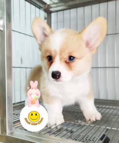 GPE-322qq adorable welsh corgi puppies