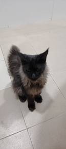 black smoke Maine Coon