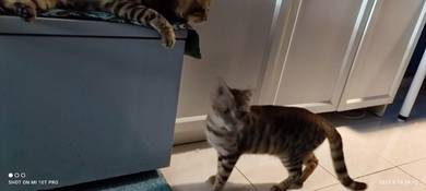 kucing Bengal betina