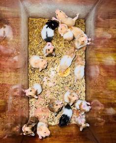 SYRIAN Hamster