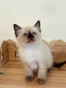 Anak kucing cari rumah baru 🐾

