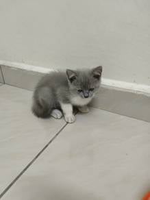 bsh kitten pure breed 