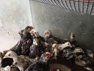 Anak Ayam Bantam 