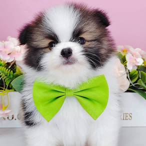 Pomeranian