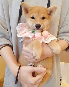 Shiba