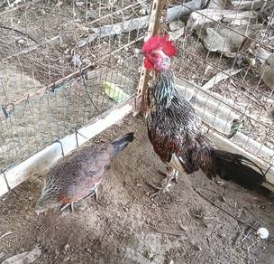 ayam hutan 