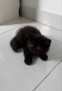 BSH cute mix