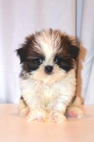 f49 Cute Shihtzu Puppy