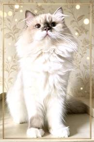 kucing