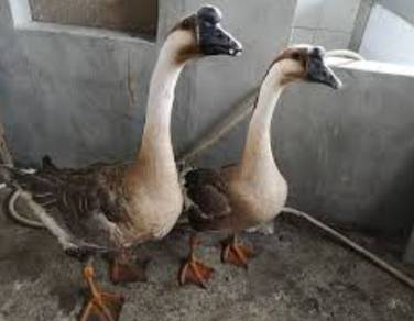Angsa Kelabu Goose 