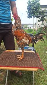 ayam 