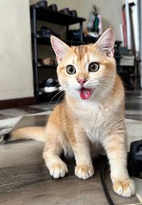 BSH Golden Jantan