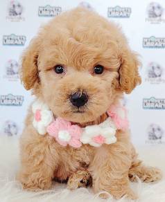 Poodle