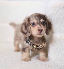 MINIATURE DACHSHUND Puppies VIP18🐻 Adorable Puppy