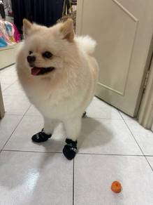 pomeranian 