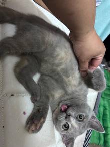 BSH 2eko Kasi murah