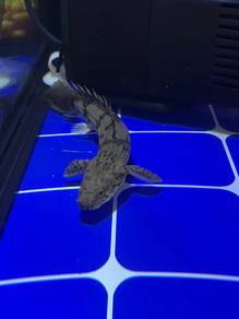 bichir endlicheri